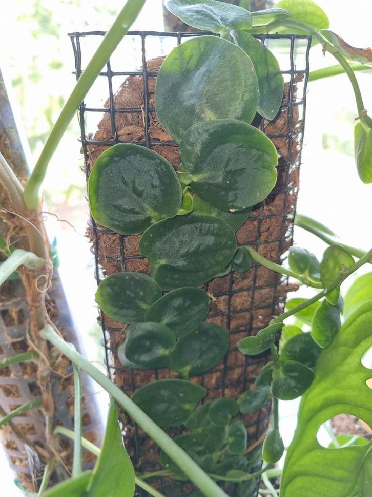 rhaphidophora celatocaulis stek, Huis en Inrichting, Kamerplanten, Minder dan 100 cm, Halfschaduw, Ophalen of Verzenden