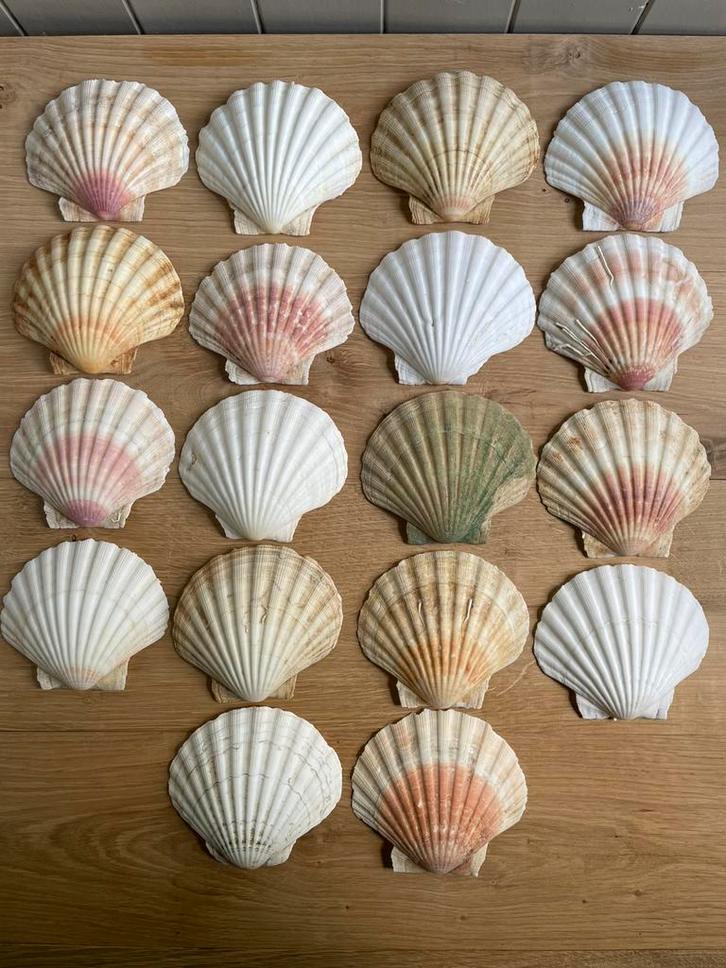 18 Sint Jacobs schelpen middenmaat., Verzamelen, Mineralen en Fossielen, Schelp(en), Ophalen of Verzenden