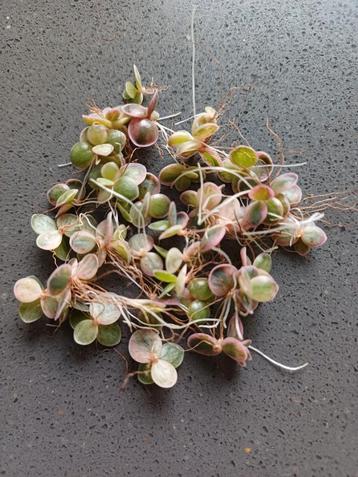 Kalanchoe Pink Butterfly Stekjes beschikbaar voor biedingen