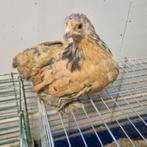 Cochin kriel trio van september, Dieren en Toebehoren, Meerdere dieren, Kip