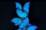 Stolp met 3 grote blauwe vlinders taxidermie