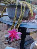 Hang Cactus Aporocactus, Ophalen of Verzenden, Zomer, Eenjarig, Volle zon
