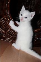 3 prachtige kittens, Dieren en Toebehoren, Katten en Kittens | Overige Katten