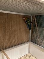 Rosella pop, Dieren en Toebehoren, Vogels | Parkieten en Papegaaien, Vrouwelijk, Parkiet