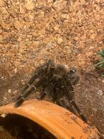 Vogelspin met terrarium (Lasiodora parahybana), Dieren en Toebehoren, Insecten en Spinnen, Spin of Schorpioen