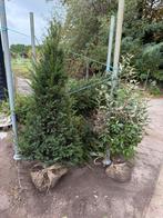 Taxus bomen mooi vol hoog 150cm goede kluit 2 types, Ophalen, Taxus, Haag, 100 tot 250 cm