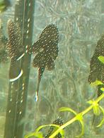 L181 ancistrus Peppermint 4+ cm., Dieren en Toebehoren, Vissen | Aquariumvissen, Vis