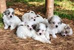 Maltezer mix, Dieren en Toebehoren, Honden | Chihuahua's en Gezelschapshonden, Maltezer, Nederland, CDV (hondenziekte), 8 tot 15 weken