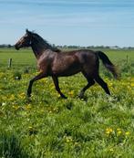 talentvolle 2-jarige merrie is verkocht, Dieren en Toebehoren, Paarden, Merrie, 0 tot 2 jaar