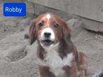 Nog 3 leuke kleine hondjes ter adoptie!, Rabiës (hondsdolheid), 15 weken tot 1 jaar, Handelaar, Buitenland