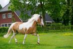 Leuke kinder pony, Dieren en Toebehoren, Pony's, B, B pony (1.17m tot 1.27m), 11 jaar of ouder, Recreatiepony