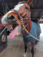 Paarden massage, guasha, Roodlichttherapie, Equery