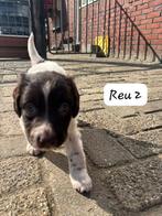 Friese Stabij Pups Bruin Schimmel, Overige rassen, CDV (hondenziekte), 8 tot 15 weken, Meerdere