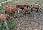 Kameroen schapen ooien en rammen., Dieren en Toebehoren, Schapen, Geiten en Varkens, Meerdere dieren, Schaap, 0 tot 2 jaar