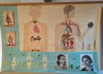 Vintage (1964) medische schoolplaat Hormonen., Ophalen, Natuur en Biologie