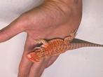 Mooie Orange hypo  man 10 weekjes  oud, Dieren en Toebehoren, Reptielen en Amfibieën, Hagedis, 0 tot 2 jaar