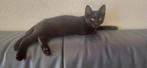 Kitten 9 weken., Dieren en Toebehoren, Katten en Kittens | Raskatten | Korthaar, Poes, Ontwormd