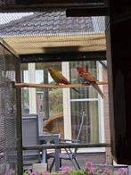 Pennant parkieten, Meerdere dieren, Parkiet, Geringd