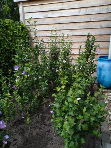 Te koop aangeboden mooie hibiscus struiken  beschikbaar voor biedingen
