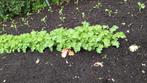 Boerenkool planten, Tuin en Terras, Planten | Tuinplanten, Volle zon, Eenjarig, Herfst, Ophalen