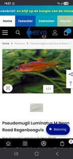 Pseudomugil  luminatus, Dieren en Toebehoren, Vis