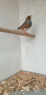 Zebravink man, Dieren en Toebehoren, Mannelijk