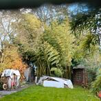 Bamboe, Tuin en Terras, Ophalen, Bloeit niet, Overige soorten, Halfschaduw