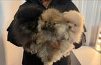 Pomeriaan pups, Particulier, Keeshond, 8 tot 15 weken, Buitenland