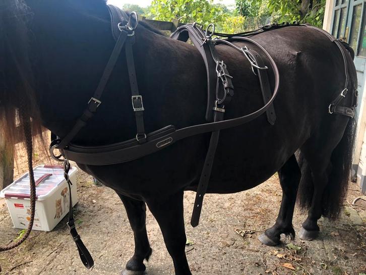Nieuw kwalitatief shetlander SAM mentuig, Dieren en Toebehoren, Paarden en Pony's | Hoofdstellen en Tuigage, Nieuw, Overige soorten