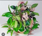 Hoya Carnosa mooie kamerplant, Huis en Inrichting, Ophalen of Verzenden, Overige soorten, Minder dan 100 cm