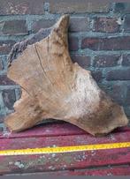 Mammoet bot / botten groot mammuthus Pleistoceen wolharig, Verzamelen, Mineralen en Fossielen, Ophalen of Verzenden, Fossiel