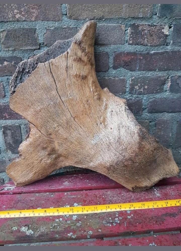 Mammoet bot / botten groot mammuthus Pleistoceen wolharig, Verzamelen, Mineralen en Fossielen, Fossiel, Ophalen of Verzenden