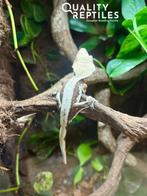 Wimpergekko’s met of zonder terrarium, Dieren en Toebehoren, Hagedis, 0 tot 2 jaar