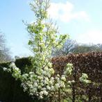 Pyrus calleryana Chanticleer Sierpeer Prachtige herfstkleur, Overige soorten, Volle zon, Vaste plant, Ophalen of Verzenden