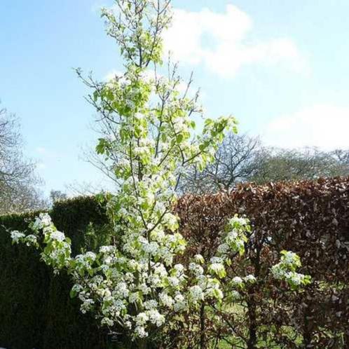 Pyrus calleryana Chanticleer Sierpeer Prachtige herfstkleur, Tuin en Terras, Planten | Tuinplanten, Vaste plant, Overige soorten
