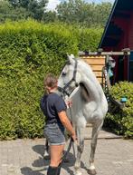 Leuke recreatie pony 10 jaar oud (Cruzado), Ruin, Recreatiepaard, Ontwormd