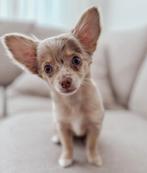 Chihuahua Red Merle, Dieren en Toebehoren, Honden | Chihuahua's en Gezelschapshonden, 15 weken tot 1 jaar, Teef, Eén hond, Chihuahua