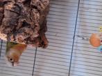 2 mooi pyrrhura, Dieren en Toebehoren, Meerdere dieren, Parkiet, Tam