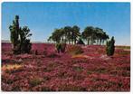 Nederland Heide  Gelopen Ansichtkaart (  B6002 ), Ophalen of Verzenden, Gelopen