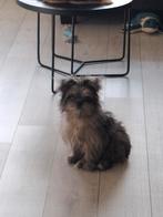 Blue merle Pomeriaan x Boomer van 4 maandjes oud., Parvo, 15 weken tot 1 jaar, Eén hond, Nederland