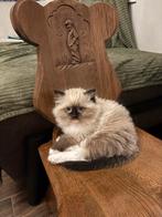 Prachtige ragdoll kittens, Dieren en Toebehoren, Katten en Kittens | Raskatten | Langhaar, Meerdere dieren