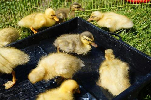 Enkele leuke loopeend kuikens te koop, Dieren en Toebehoren, Pluimvee, Eend