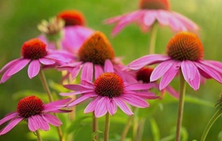 Zonnehoed in pot - Prachtige bloeier!, Tuin en Terras, Planten | Tuinplanten, Vaste plant, Volle zon, Zomer, Ophalen of Verzenden