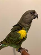Tamme baby Meyer papagaai!, Dieren en Toebehoren, Vogels | Parkieten en Papegaaien, Geslacht onbekend, Papegaai, Geringd
