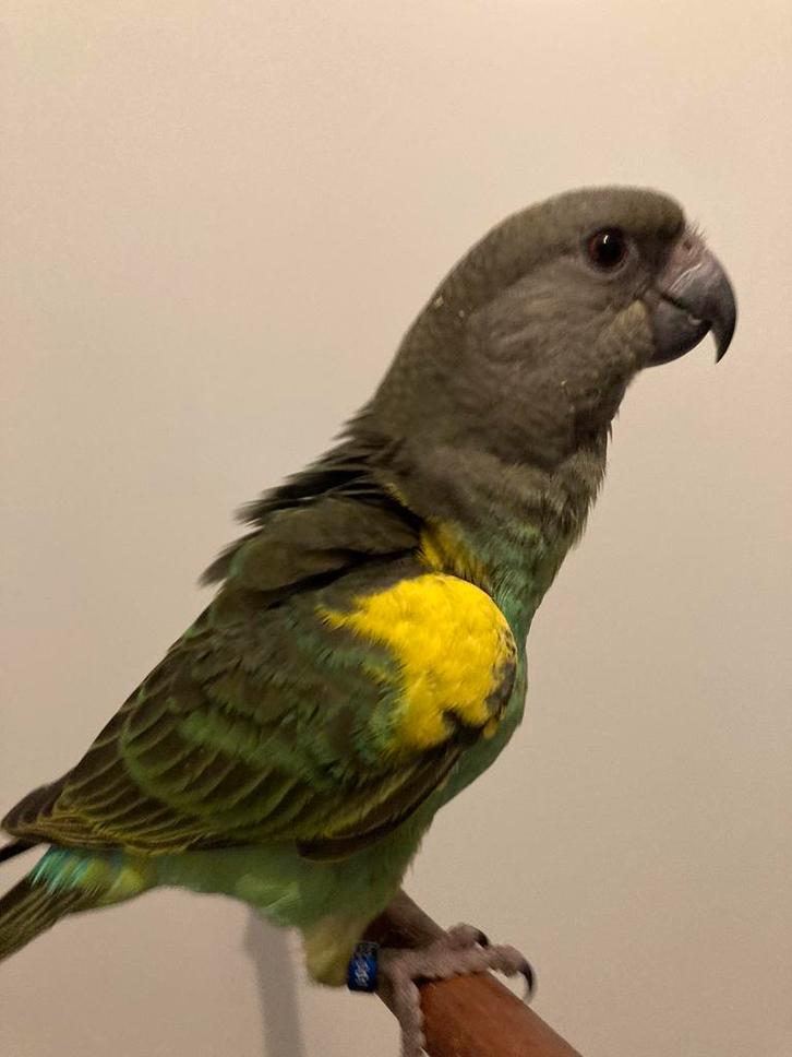 Tamme baby Meyer papagaai!, Dieren en Toebehoren, Vogels | Parkieten en Papegaaien, Papegaai, Geslacht onbekend, Tam, Geringd