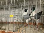 Duitse modena, Dieren en Toebehoren, Vogels | Duiven, Meerdere dieren, Overige soorten