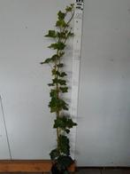 Hedera hibernica klimop 150cm, Tuin en Terras, Ophalen, In pot, Overige soorten, 100 tot 250 cm