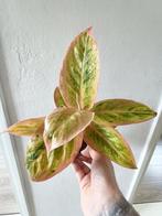 Aglaonema salmon fantast, Huis en Inrichting, Kamerplanten, Ophalen of Verzenden, Overige soorten, Minder dan 100 cm