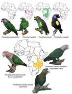 Gezocht koppels poicephalus-papegaaien, Dieren en Toebehoren, Meerdere dieren, Parkiet