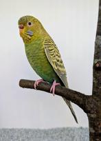 Mooi koppel blackface dun fallow x dun fallow/blackface, Dieren en Toebehoren, Meerdere dieren, Parkiet